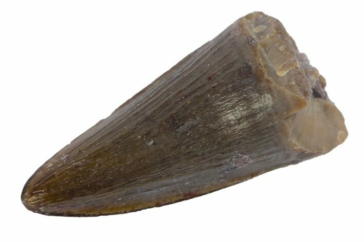 Jurassic Crocodile (Goniopholis?) Tooth - Colorado #162492